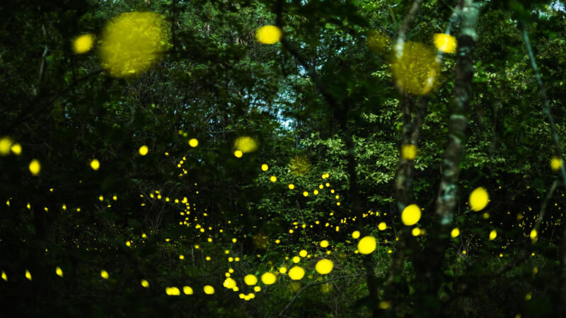 O Que Significa Vagalume Dentro de Casa? Entenda as Interpretações