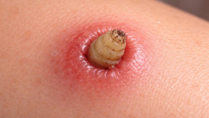 Sonhar com berne: interpretações, significados e simbolismo