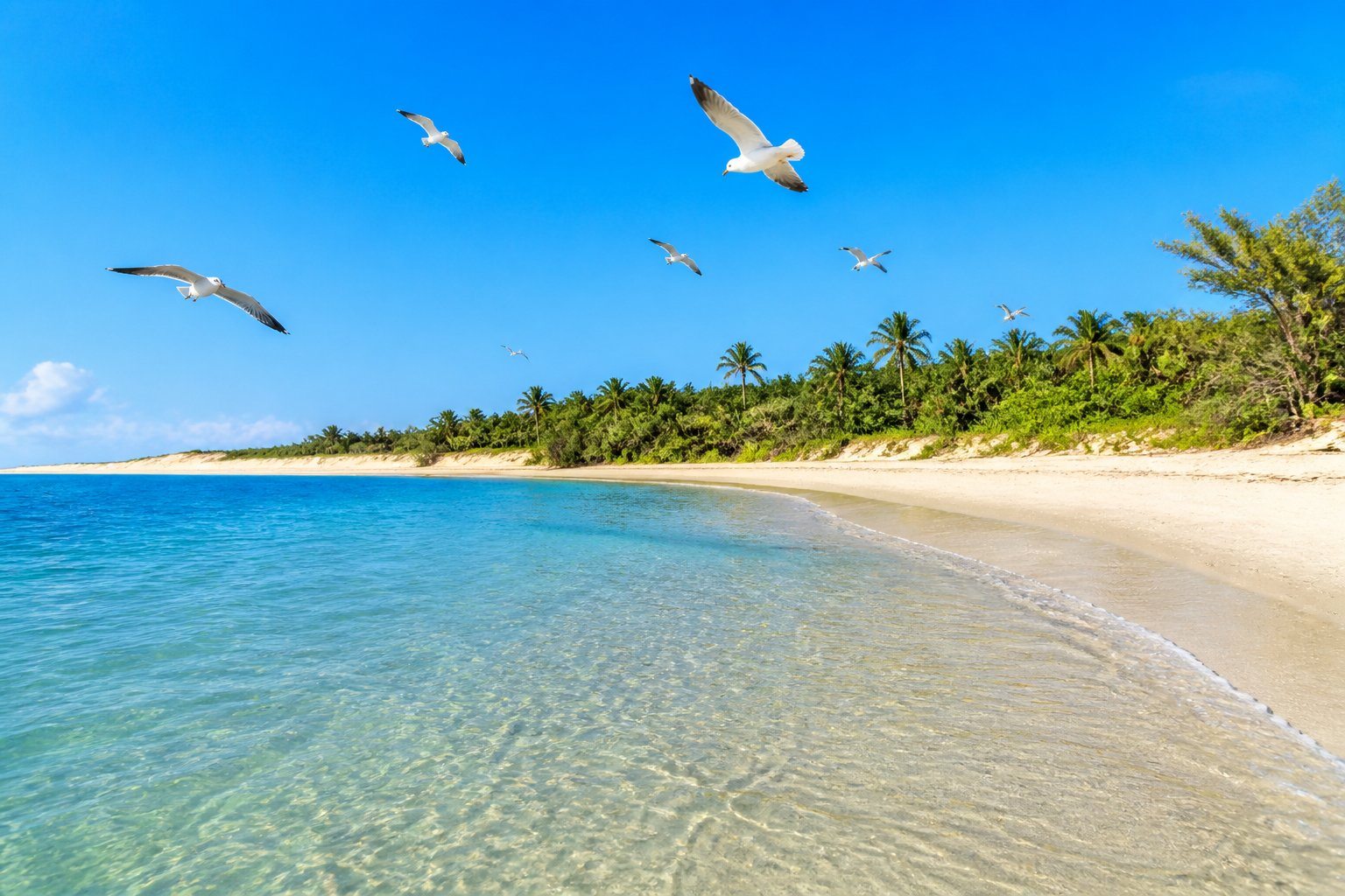 Praia tranquila em Barreirinhas com areia branca, mar azul calmo, vegetação tropical ao fundo e gaivotas voando sobre a água.