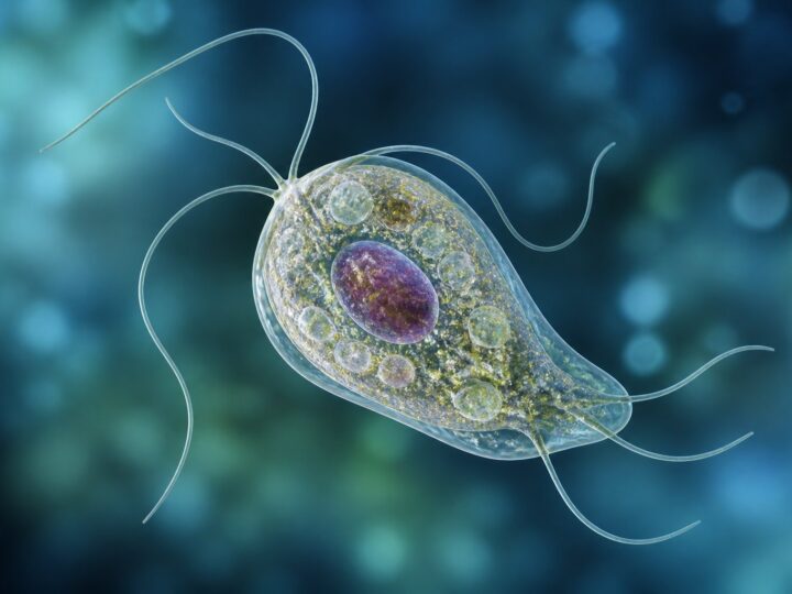 Parasita Unicelular Palavras Cruzadas: Respostas, Dicas e Curiosidades