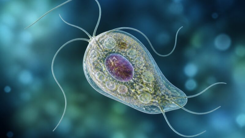 Parasita Unicelular Palavras Cruzadas: Respostas, Dicas e Curiosidades