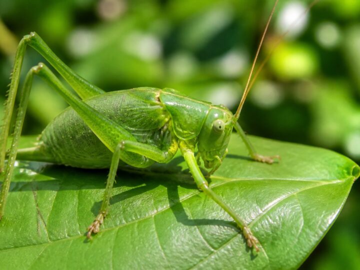 Grilo Verde Significado: Simbolismo Espiritual, Sorte e Energia