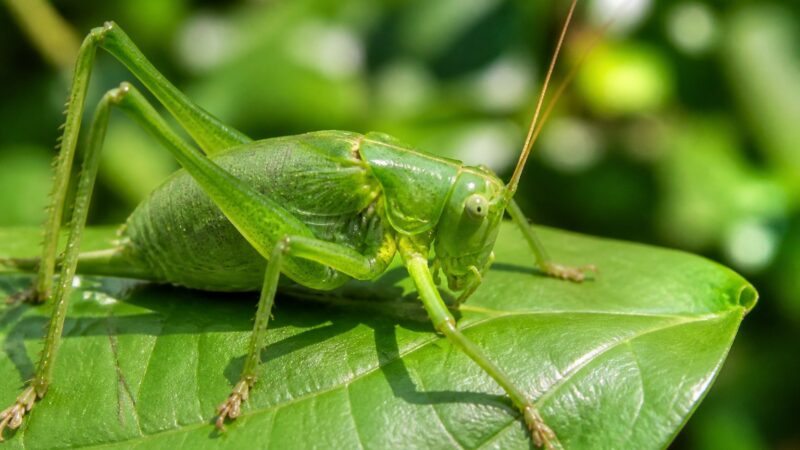 Grilo Verde Significado: Simbolismo Espiritual, Sorte e Energia