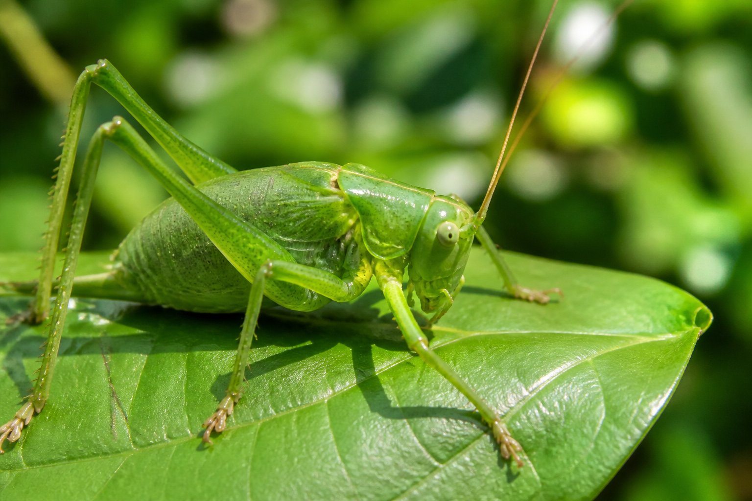 Um grilo verde sobre uma folha verde em um ambiente natural com fundo desfocado.